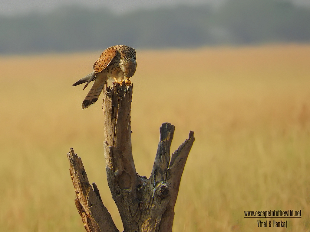Lesser Kestrel